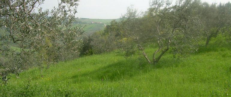 land for sale in molise